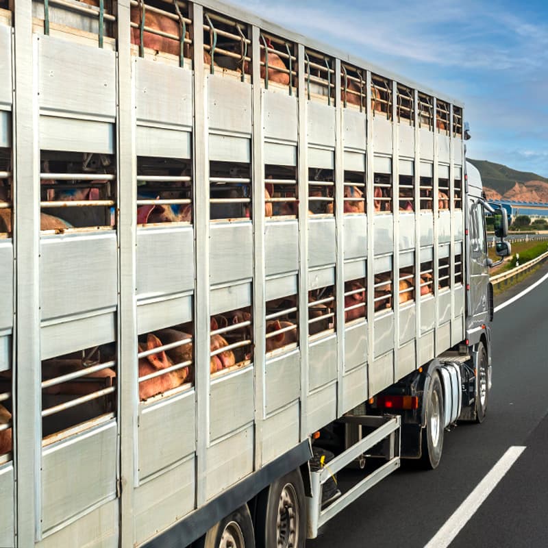 Camió amb animals en moviment per una carretera